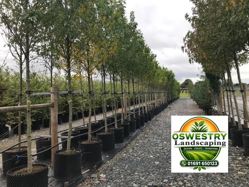 Oswestry Exterior Planting - Final Result